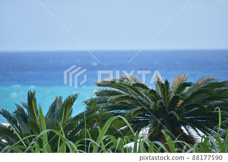 Cycad and horizon Cycad and horizon 88177590