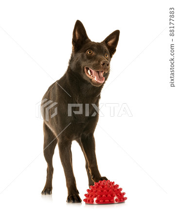 Australian Kelpie in studio 88177883