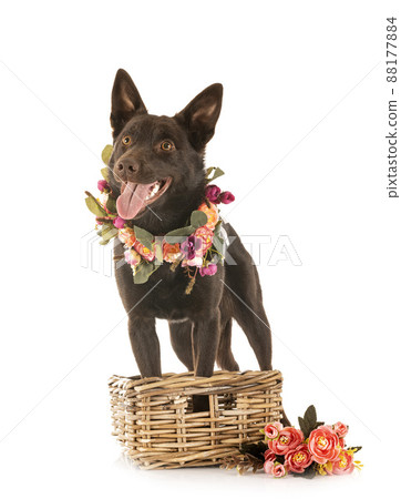 Australian Kelpie in studio Australian Kelpie in studio 88177884