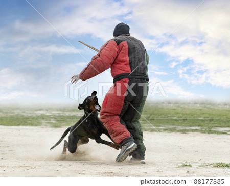 training of dobermann pinscher training of dobermann pinscher 88177885