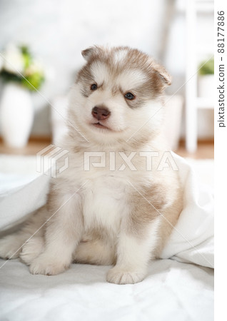 One month old Alaskan malamute puppy sitting covered with a blanket on the floor in the room One month old Alaskan malamute puppy sitting covered with a blanket on the floor in the room 88177886