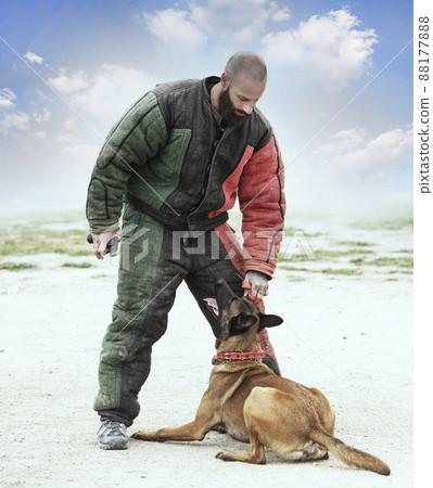 training of belgian shepherd training of belgian shepherd 88177888