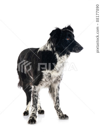 border collie in studio border collie in studio 88177890