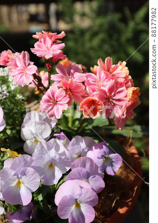Spring flowers / flower group planting Spring flowers / flower group planting 88177982