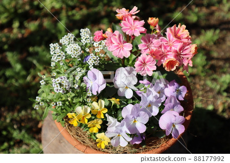 Spring flower Lewisia group planting Spring flower Lewisia group planting 88177992