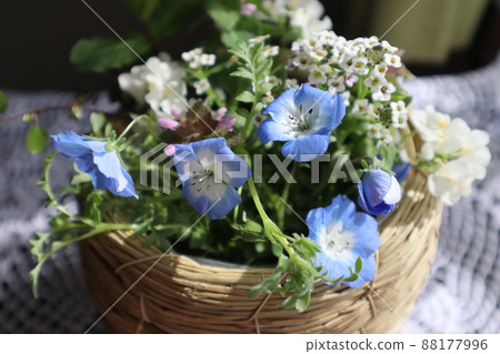 Spring image: Nemophila in the garden 88177996