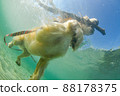 Swimming puppy golden retriever 88178375
