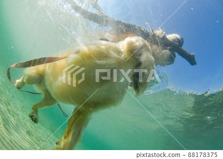 Swimming puppy golden retriever Swimming puppy golden retriever 88178375