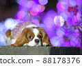 Illuminations and dogs 88178376