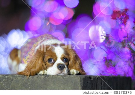 Illuminations and dogs Illuminations and dogs 88178376
