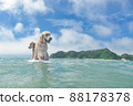 Surf dog 88178378