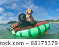 Enjoy the summer: A dog riding a floating ring 88178379
