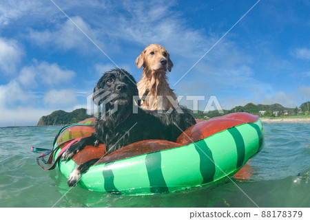 Enjoy the summer: A dog riding a floating ring 88178379
