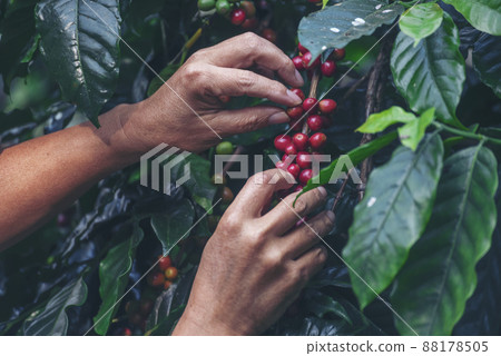 Man Hands harvest coffee bean ripe Red berries plant fresh seed coffee tree growth in green eco organic farm. Close up hands harvest red ripe coffee seed robusta arabica berry harvesting coffee farm 88178505