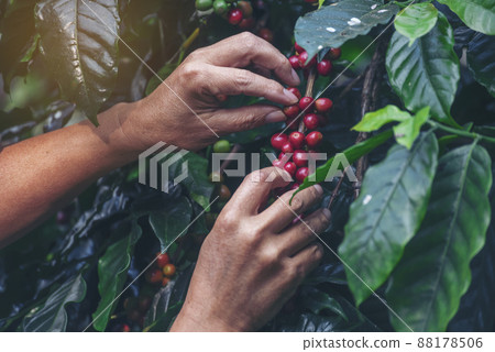 Man Hands harvest coffee bean ripe Red berries plant fresh seed coffee tree growth in green eco organic farm. Close up hands harvest red ripe coffee seed robusta arabica berry harvesting coffee farm 88178506