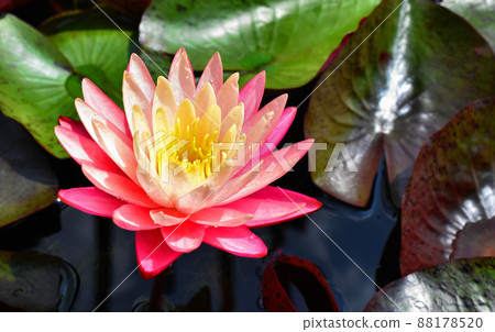 One pink water lily flower by the water, one pink tropical water lily One pink water lily flower by the water, one pink tropical water lily 88178520
