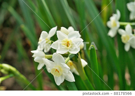 White daffodil flowers (spring, March) 88178566
