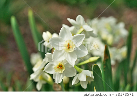 白水仙花（春天，三月） 88178571