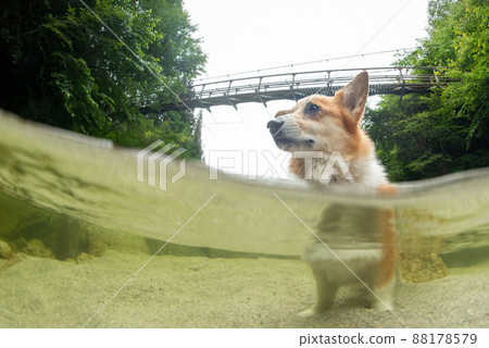 Corgi nestled in the river Corgi nestled in the river 88178579