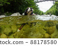 Bernese Mountain Dog swimming in the river 88178580