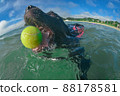 Swimming dog 88178581