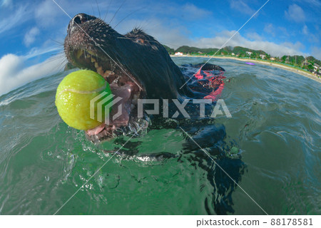 Swimming dog Swimming dog 88178581