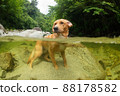 Labrador retriever, a dog standing in the river 88178582