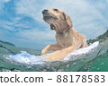 Surfing dog 88178583