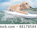 Surfing dog 88178584