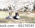 Cherry-blossom viewing and dog 88178585