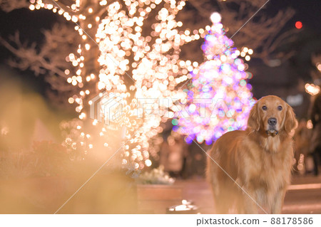 Illuminations and dogs Golden Retriever Illuminations and dogs Golden Retriever 88178586
