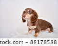 Dachshund puppy white background 88178588