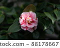 Camellia 88178667