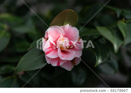 Camellia 88178667