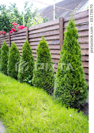 Beautiful young green thuja on the background of a wooden fence. Beautiful young green thuja on the background of a wooden fence. 88178670