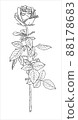 rose flower long stem with leaves vector sketch illustration 88178683