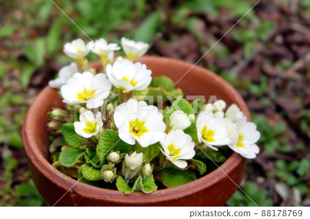 Primula Julian white flowers 88178769