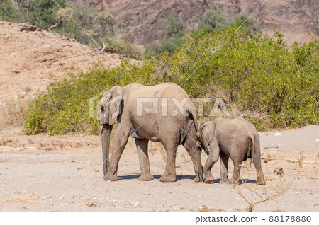 Two Desert Elephants in Namibia Two Desert Elephants in Namibia 88178880