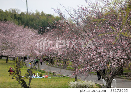 Betty's Sakura 88178965