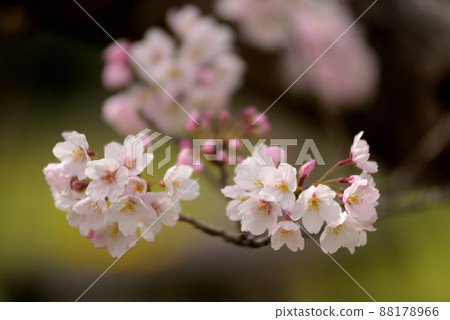 貝蒂的櫻花 貝蒂的櫻花 88178966