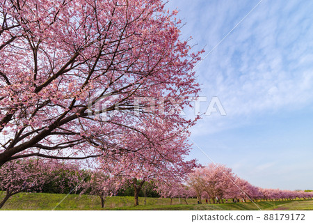 北淺羽櫻津公園內的神櫻安約[埼玉縣坂戶市] 88179172