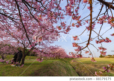 北淺羽櫻津公園內的神櫻安約[埼玉縣坂戶市] 88179175