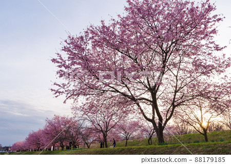 北淺羽櫻津公園內的神櫻安約[埼玉縣坂戶市] 88179185
