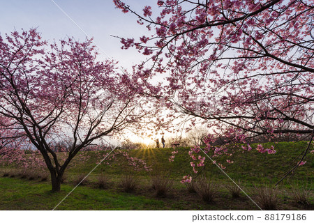 Angyo Kanzakura in Kitaasaba Sakurazutsumi Park [Sakado City, Saitama Prefecture] 88179186