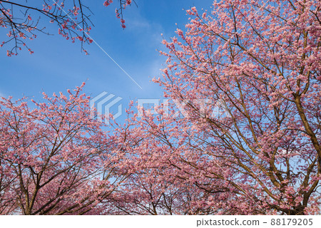 北淺羽櫻津公園內的神櫻安約[埼玉縣坂戶市] 88179205