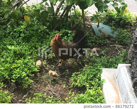 Parent and child of chickens 88179272