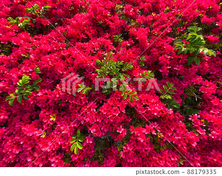 Bright azalea carpet 88179335