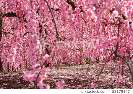 Suzuka Forest Garden at Akatsuka Botanical Garden, Yamamoto-cho, Suzuka City, Mie Prefecture Weeping plum curtain in full bloom 88179347
