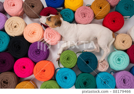 Close-up of Jack Russell Terrier dog among multi-colored cotton skeins. 88179466