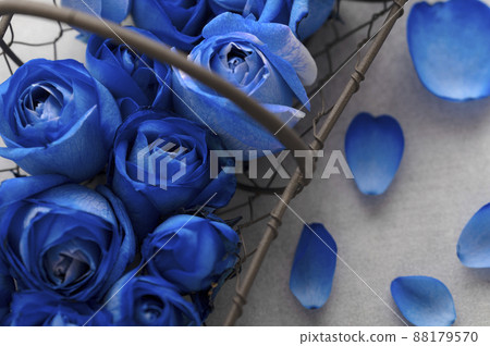 藍玫瑰花瓣 88179570